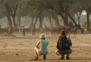 Mana Pools National Park safari Zimbabwe